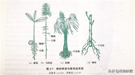 沒有根的樹|根